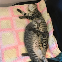 Both cats asleep on a chair.