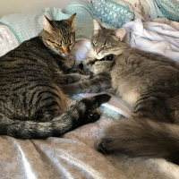 Both cats on a bed with an evil-looking expression.