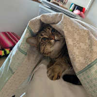 Tigs hiding under a doona.