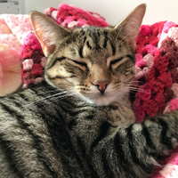 Closeup of tigs sleeping on a bed.