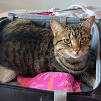 Tigs laying in a suitcase.