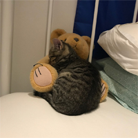 Young Tigs cuddling with a large teddy bear.