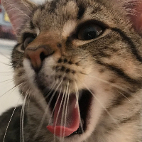 Tigs yawning.