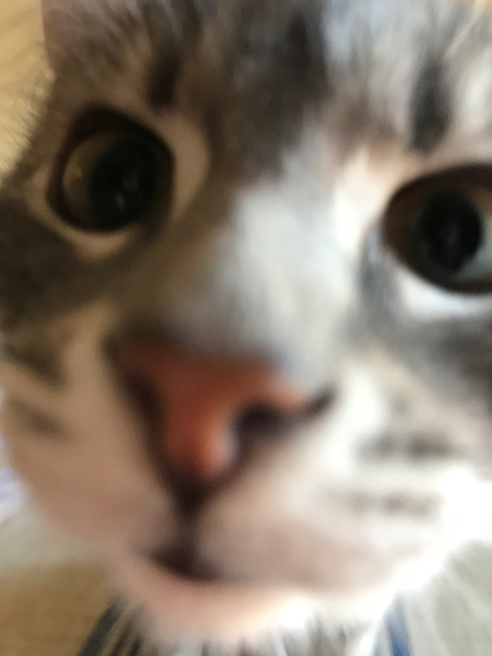 My cat, Marie, sniffing the camera.